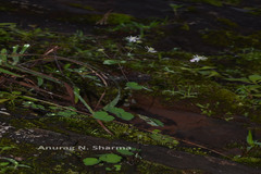 Thalictrum dalzellii